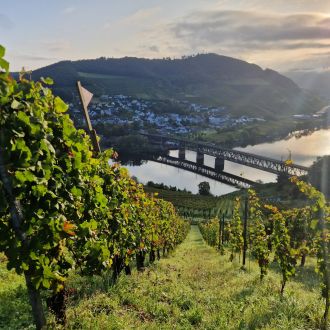 Mosel